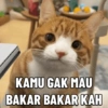 Tahun Baru versi Kucing 9