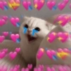 Gatitos Amor 😍 8