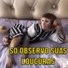 Macaquinhos memes 🤣🙈 9