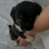 ANIMALITOS VARIADOS 🌸🐽 15