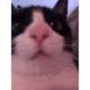 Más gatitos ♥️ 18