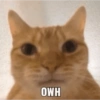 OWH