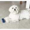 Reação de pet 6