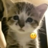 Gatos emoji 🙃 9