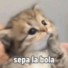 Gatitos Reacciones 3.0  8