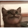 Animalitos Random! 🐱🐵 14