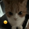 Gatos emoji 8