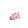Pink korea rabbit  12