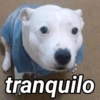 tranquilo