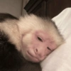 APENAS MACACOS 🤣 9
