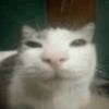 Ué, cadê a pussy? 15