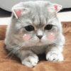 🐾Gatitos Cute🐈💖 14