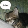 Gatinhos 8