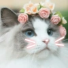 🐾Gatitos Cute🐈💖 10