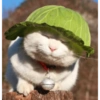 CatscatacatsDIECI 27