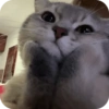 Cat Meme 8