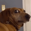 ANIMAIS ALEATÓRIOS 12