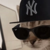 Cat cute  14