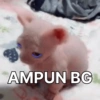 Kucing tulalit cik 😹 14