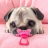 ANIMALITOS VARIADOS 🌸🐽 17
