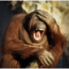 Animales locos 5