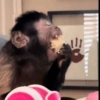 Monkey stickers 5