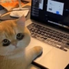 Laptop Stare