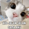 Tahun Baru versi Kucing 6