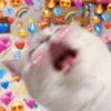 Gatitos Amor 😍 10
