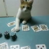 Gatos 17