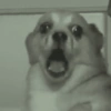 ANIMAIS ALEATÓRIOS 13