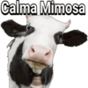 Calma Mimosa