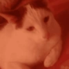 Gatos 10