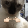 Más gatitos ♥️ 14