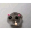 Hamster desesperado 6
