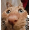 Pov De Gatos 🌚 13