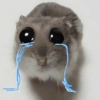 🐀 Sad Rat 🐀🐀 Meme 🐀 13