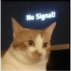 Cat 30