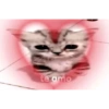 Más gatitos ♥️ 16