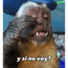 Monkey's  24