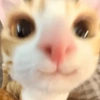 GATITOS FOFITOS❤️ 11