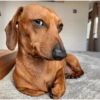 Reações de animais 14
