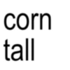 corn tall