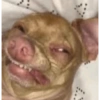 😂Memes PA' COMENTAR|TikTok 3 12