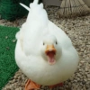 Patinho Fofo Reações 🦆 17