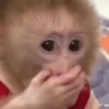 ANIMAIS ALEATÓRIOS 10