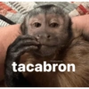 Monkey's  10