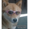 vecachorro Na ativa pq princesa acorda cedo