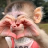Monkey 🐒 27
