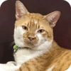 Cat Meme 12